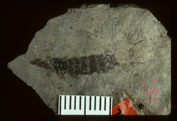 Media type: image;   Entomology PALE-426 Aspect: full